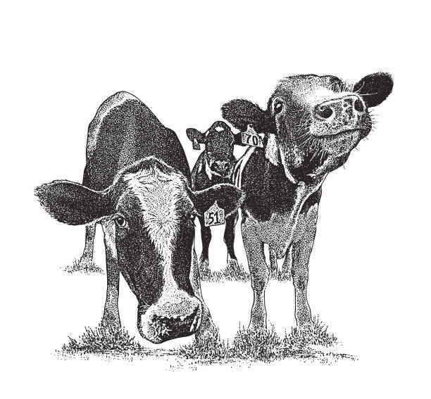 Cute cows with funny facial expressions Stipple illustration of Cute cows with funny facial expressions livestock illustrations stock illustrations