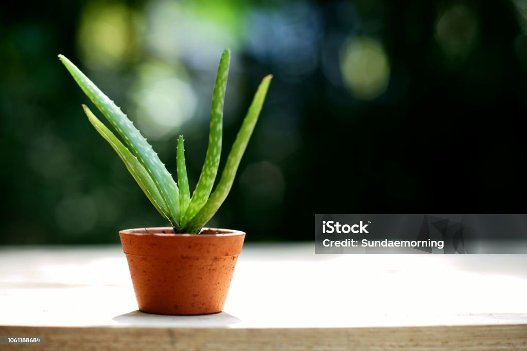Small aloe vera potplant on wooden table in blur green garden background, copy space Aloe Vera Gel Stock Photo