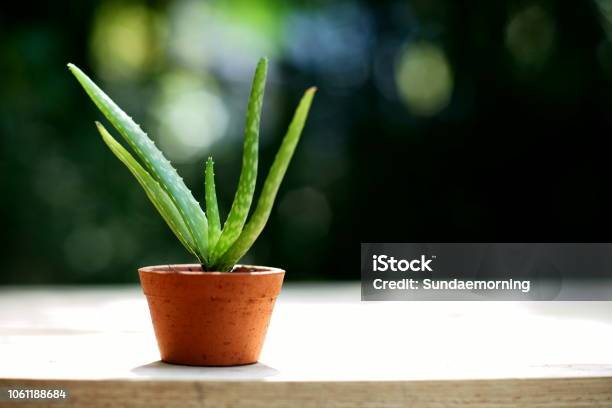 Small Aloe Vera Potplant On Wooden Table In Blur Green Garden Background Copy Space Stock Photo - Download Image Now