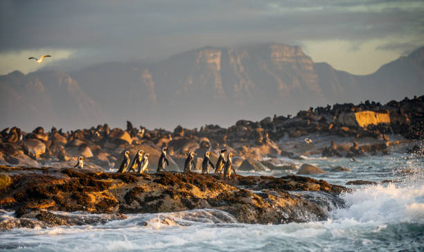istock African Penguins on Seal Island. 1061188846