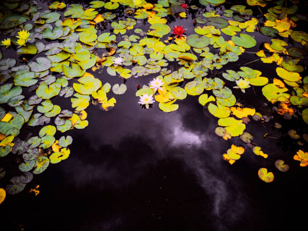 estanque de lirios de agua zen jardín otoño otoño - forest pond landscaped water fotografías e imágenes de stock