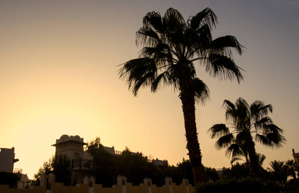 istock Palms on the sunset, silhouettes of palm trees 1061189748