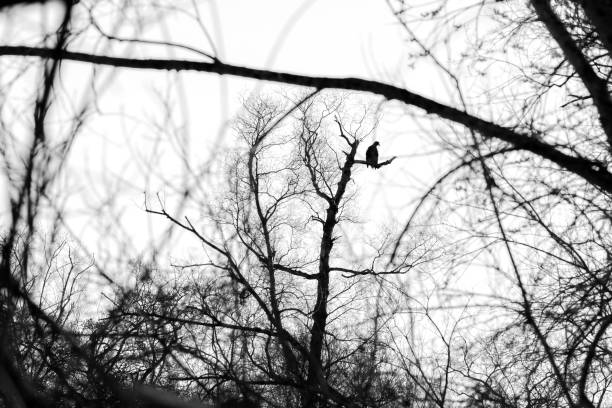 istock Silhouette of dark eagle sitting on the bare branches of trees 1061197720