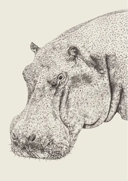 Vector illustration of Hippopotamus Head