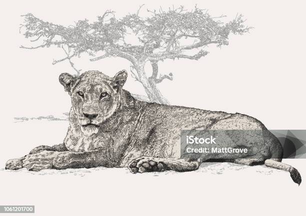 Female Lion Lying Stock Illustration - Download Image Now - Lion - Feline, Antique, Lioness - Feline