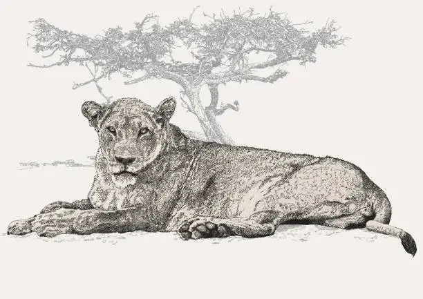 Vector illustration of Female Lion Lying