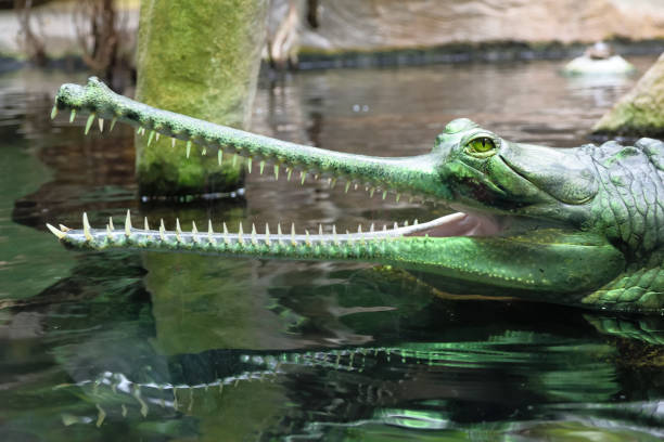 le portrait de tête de crocodile gavial dans l’eau - gavial photos et images de collection