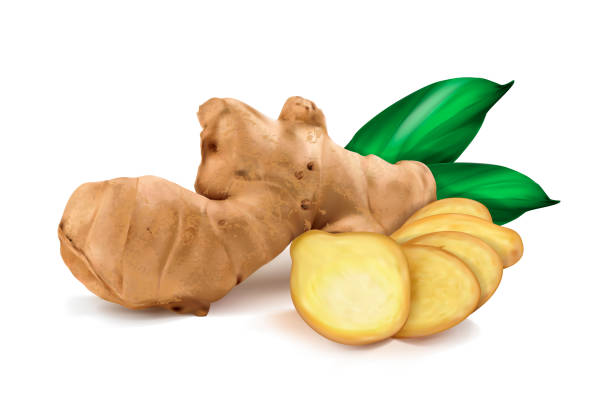 ginger roots on white background ginger roots on white background ginger spice stock illustrations