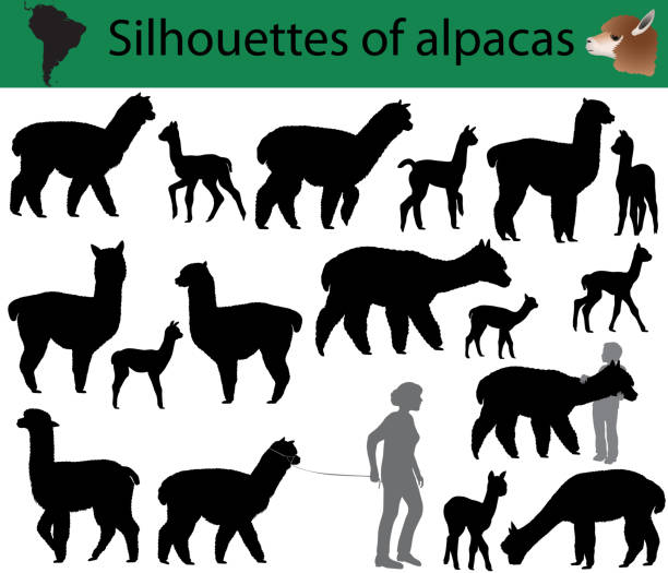 ilustraciones, imágenes clip art, dibujos animados e iconos de stock de siluetas de alpacas - alpaca