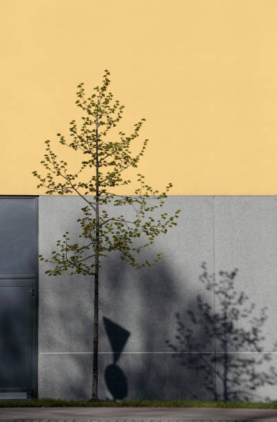 istock A shadow of a tree on the wall 1061204634