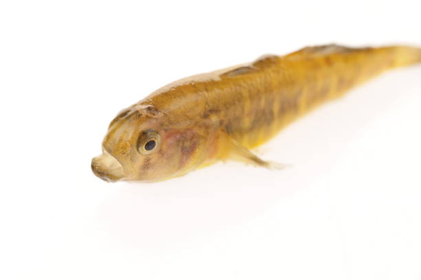 Isolated in the white background of fish