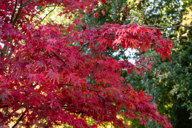 jasnoczerwone drzewo acer - maple tree autumn tree vibrant color zdjęcia i obrazy z banku zdjęć