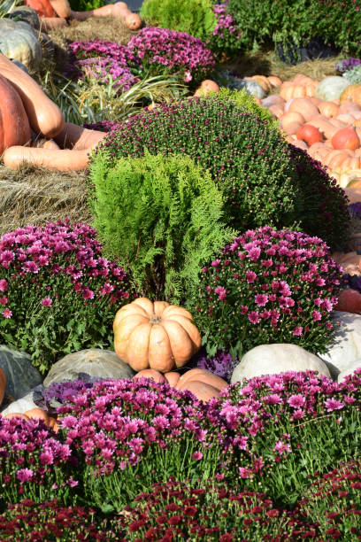 istock Composition of decorative cypress, pumpkin and zinnia 1061208232