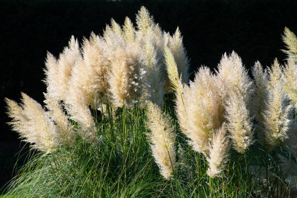 istock Large clump of pampas grass 1061208428