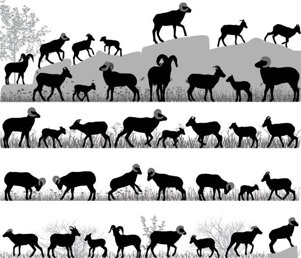 ilustraciones, imágenes clip art, dibujos animados e iconos de stock de borrego cimarrón - bighorn sheep