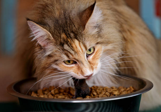 istock Norwegian forest cat female eating 1061208706