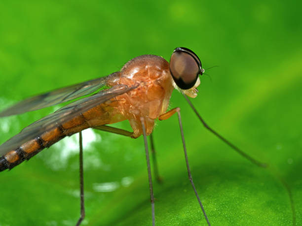 istock Macro Photo of Orange Robber Fly on Green Leaf 1061210184