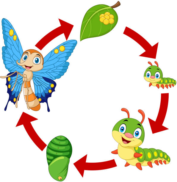 Illustration of butterfly life cycle Vector illustration of Illustration of butterfly life cycle egg to caterpillar stock illustrations