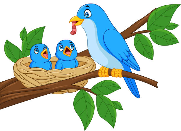 мать-синяя птица кормит младенцев в гнезде - loving bird love birds nest stock illustrations