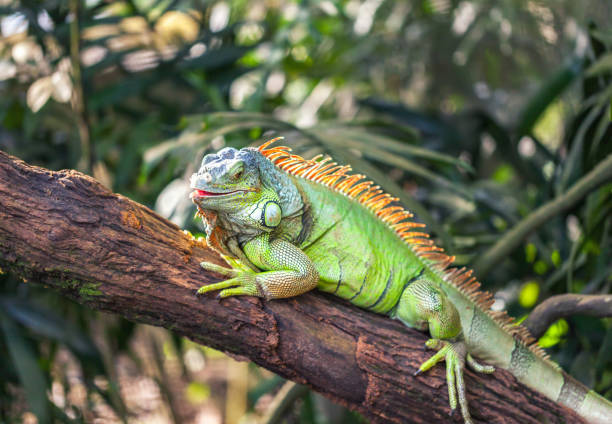 istock A green smiling big iguana is lying on a tree branch 1061213040