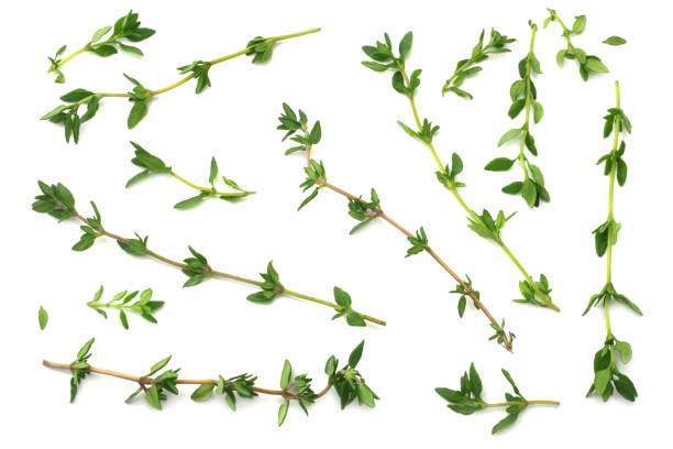 istock Thyme bunch isolated on white background close up 1061213296