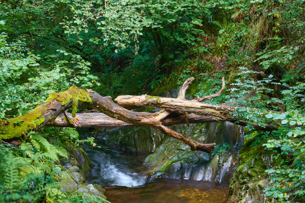 verte forêt avec cours d’eau dans la réserve de biosphère de muniellos. asturias - 2997 photos et images de collection
