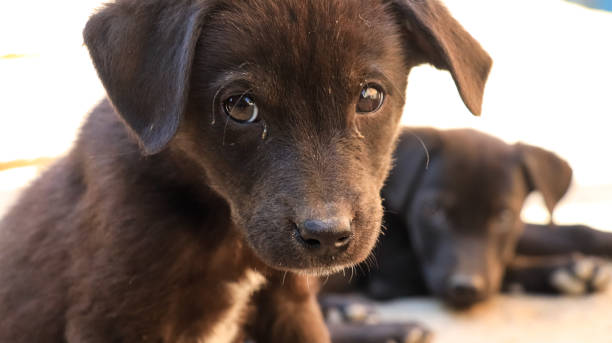 istock Small stray puppy looking at the camera 1061217148
