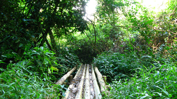 istock Khao Yai National Park 1061219018