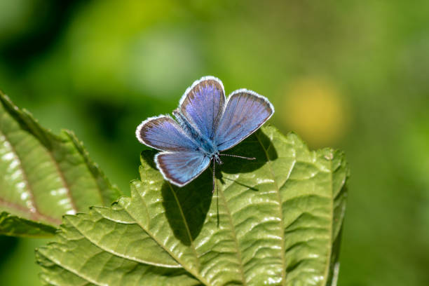 istock Blue wing butterfly on a green leaf 1061221258