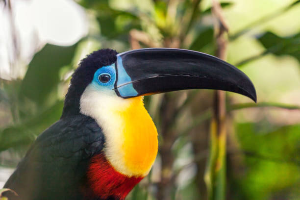 istock An exotic beautiful big black toucan with a black beak. 1061221324