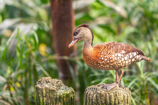 The whistling ducks or tree ducks brown color with white spots standing on a stump in tropic rain forest. Closeup