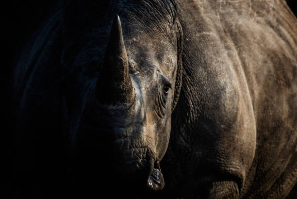 rhino - nashorn stock-fotos und bilder