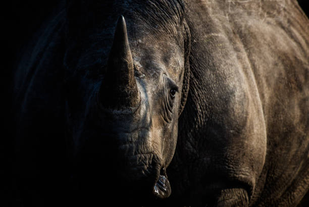 Rhino A moody shot of a rhinoceros rhinoceros stock pictures, royalty-free photos & images