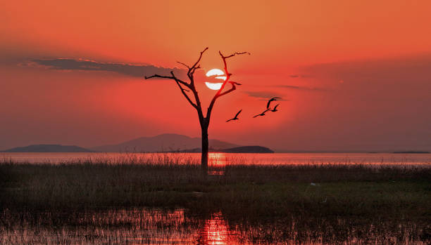 istock LANDSCAPE VIEW OF lAKE kARIBA AND A BARE TREE WITH THE SUNSETTING BEHIND IT 1061225898