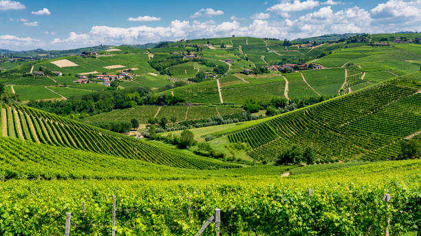 istock Vineyards near Barbaresco, Cuneo, in Langhe 1061226304