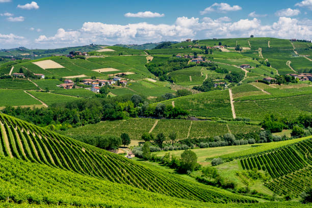istock Vineyards near Barbaresco, Cuneo, in Langhe 1061226394