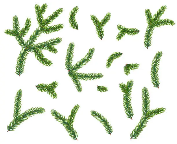 Vector illustration of New Year Tree branches. Group of objects.