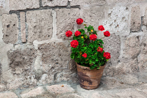 istock pot of geraniums on stone wall background 1061233666