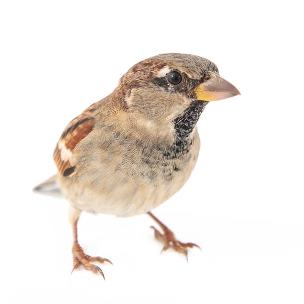 istock Male House Sparrow (passer domesticus) isolated on a white background 1061233808