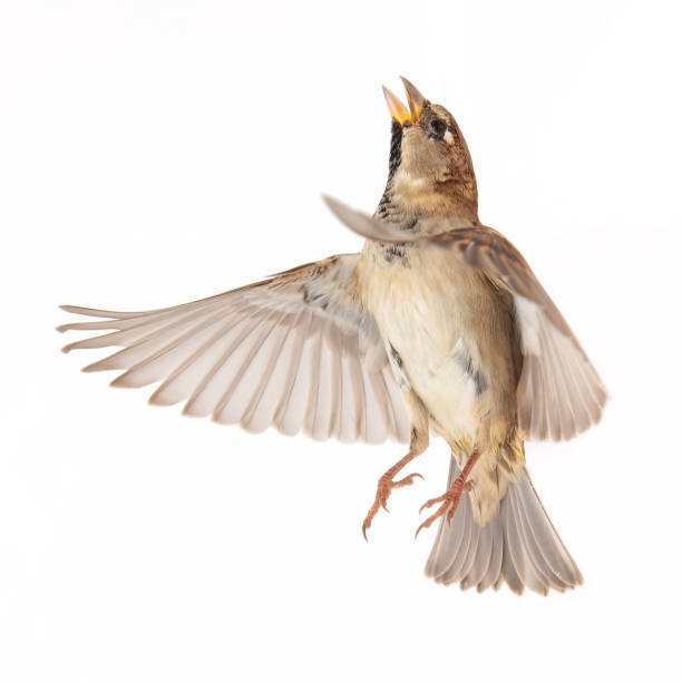 istock Male House Sparrow (passer domesticus) isolated on a white background. In flight 1061233810