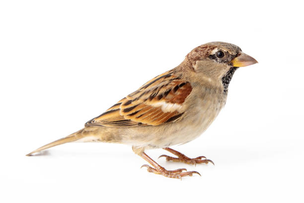 istock Male House Sparrow (passer domesticus) isolated on a white background 1061233820