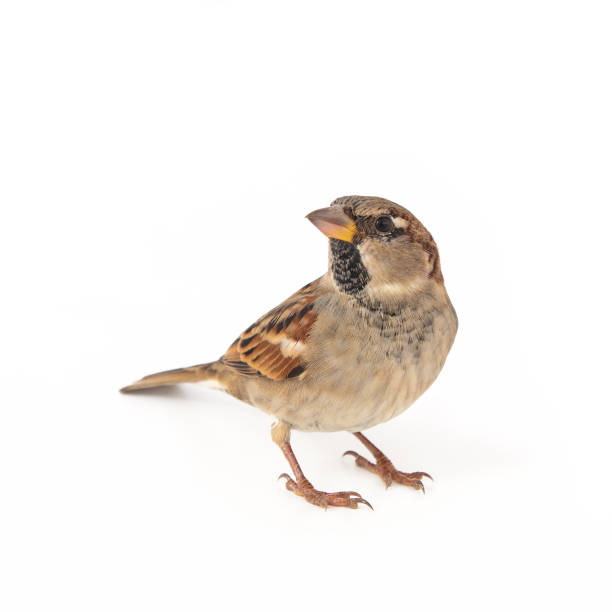 istock Male House Sparrow (passer domesticus) isolated on a white background 1061233842