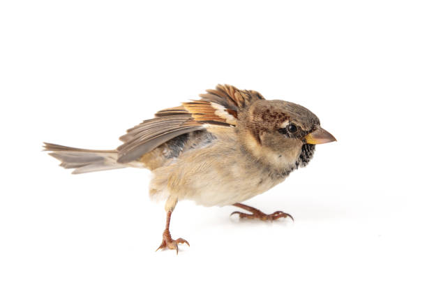 istock Male House Sparrow (passer domesticus) isolated on a white background 1061233844