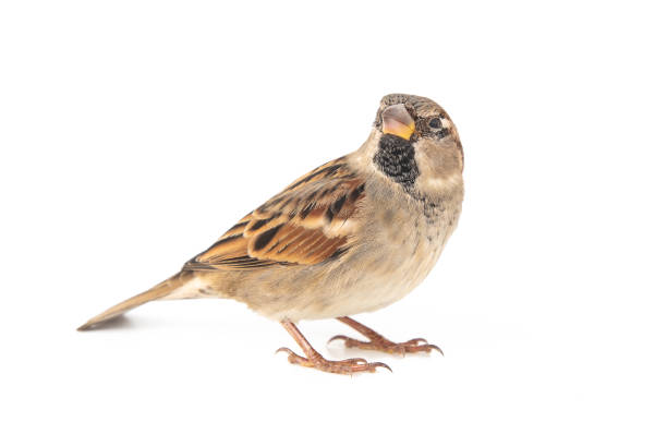 istock Male House Sparrow (passer domesticus) isolated on a white background 1061233846