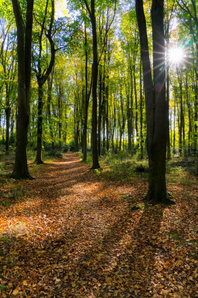 istock Autumn Woodland Scene 1061233848