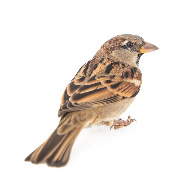 istock Male House Sparrow (passer domesticus) isolated on a white background 1061233856