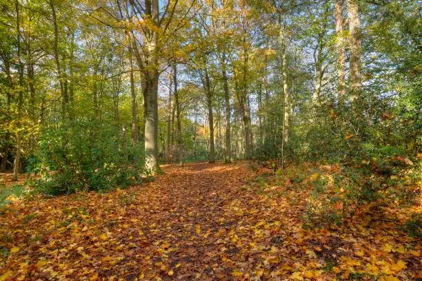 A path though the woods in autumn.  Orange and brown leaves carpet the ground and sunlight filters through the tree-tops.