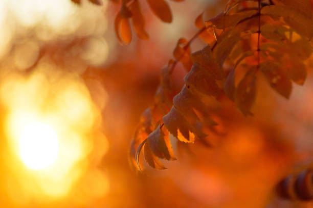 istock Red leaf of a mountain ash close up, blurred background 1061238956
