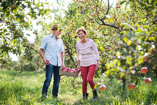 A laughing senior couple carrying a wooden box full of apples in orchard in autumn.