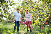 A senior couple carrying a wooden box full of apples in orchard in autumn.